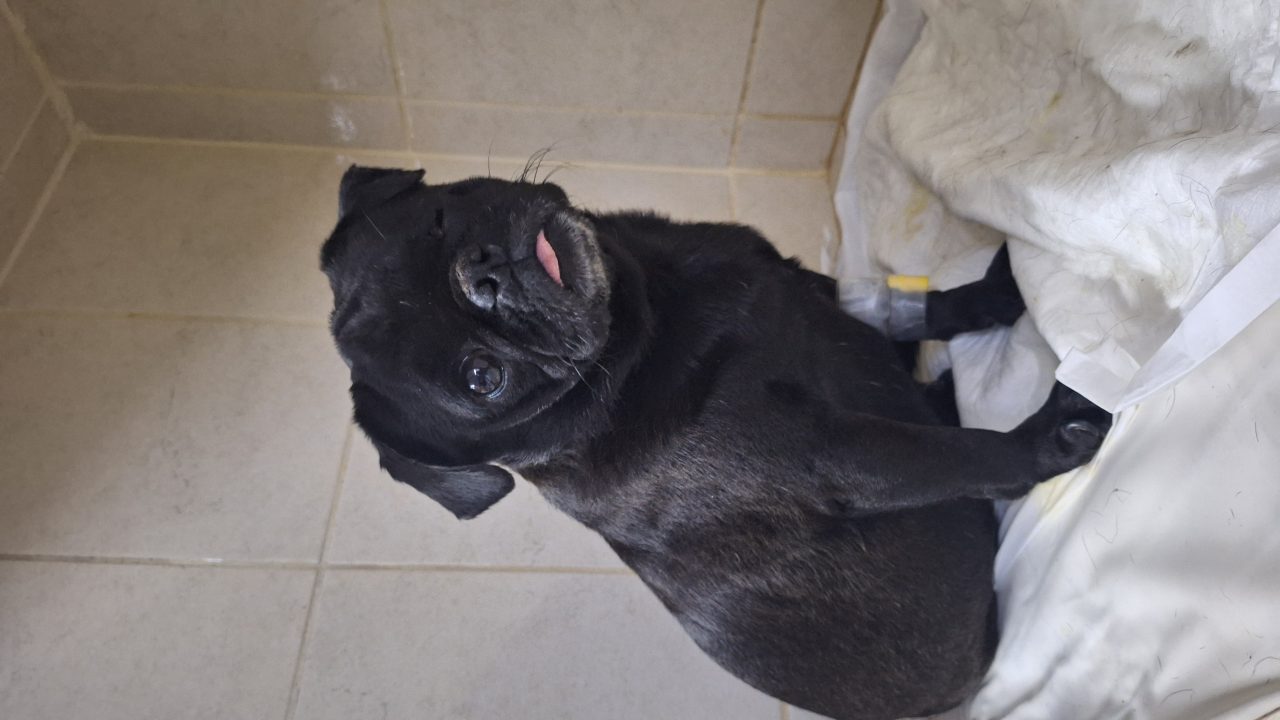 Foto