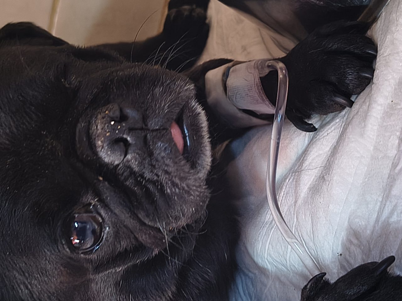 Foto