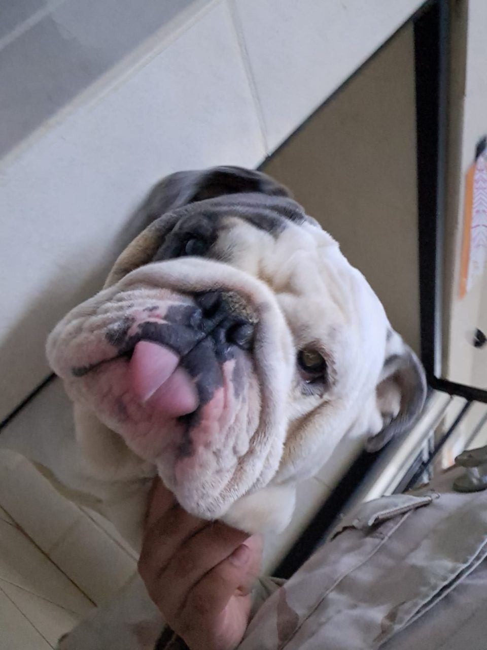 Foto