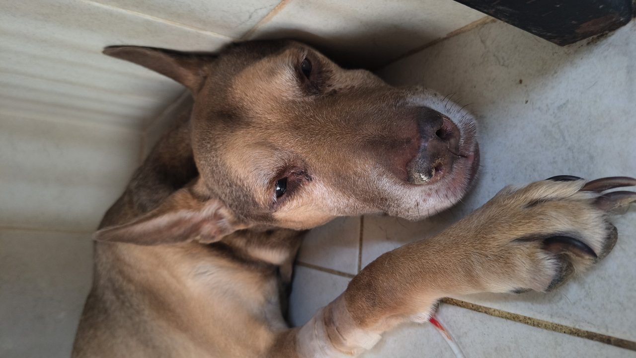 Foto