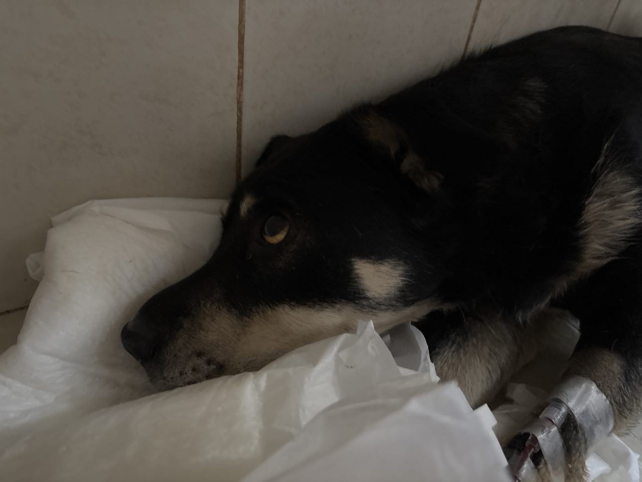 Foto