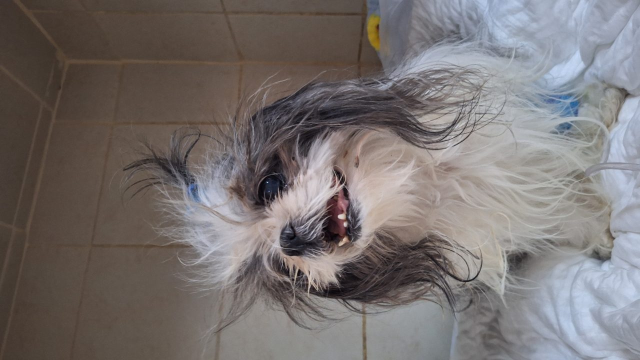 Foto