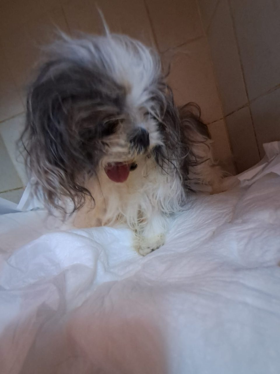 Foto