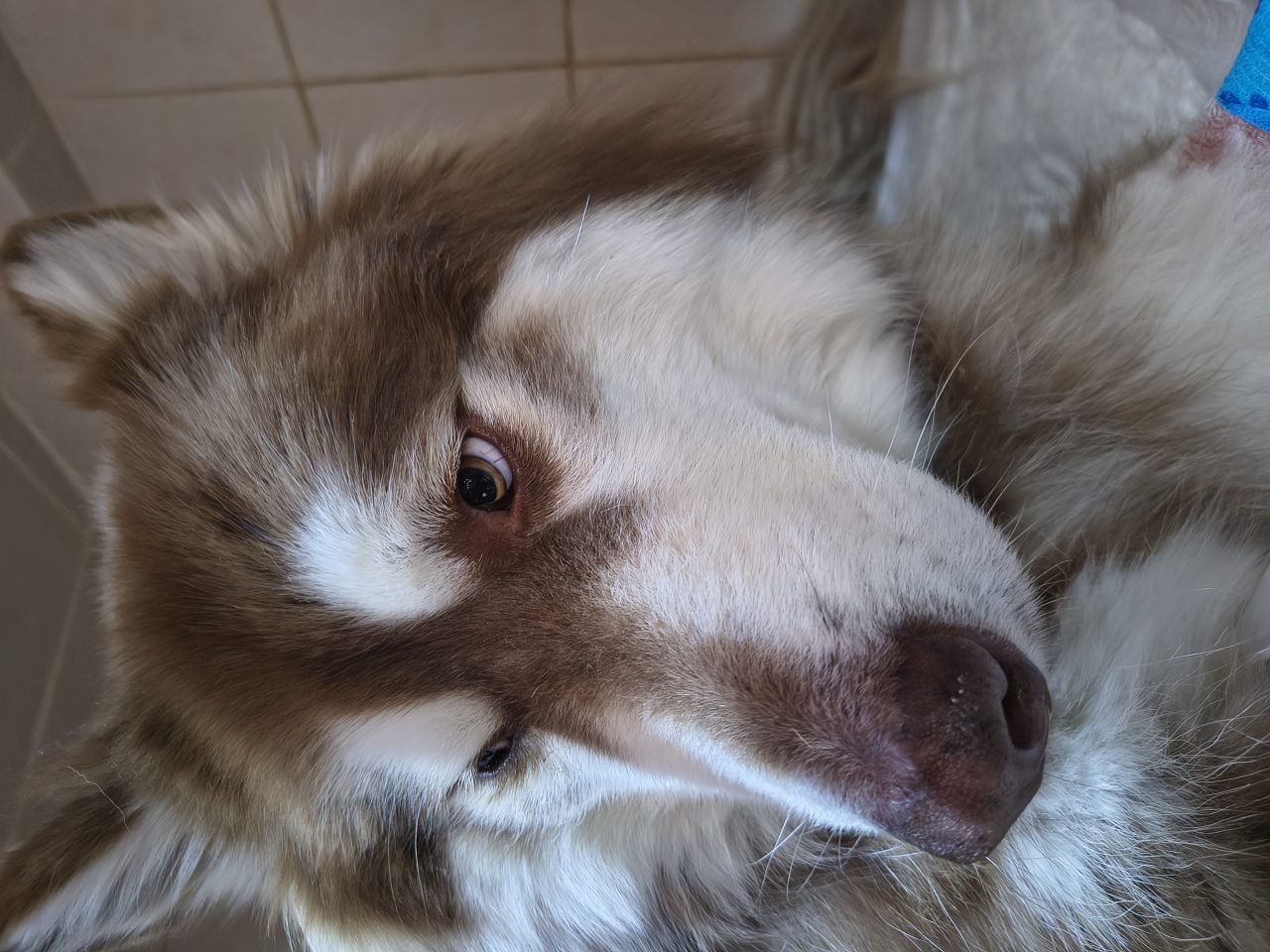 Foto