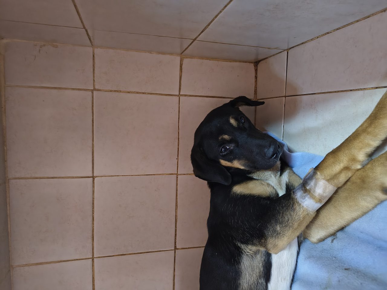 Foto