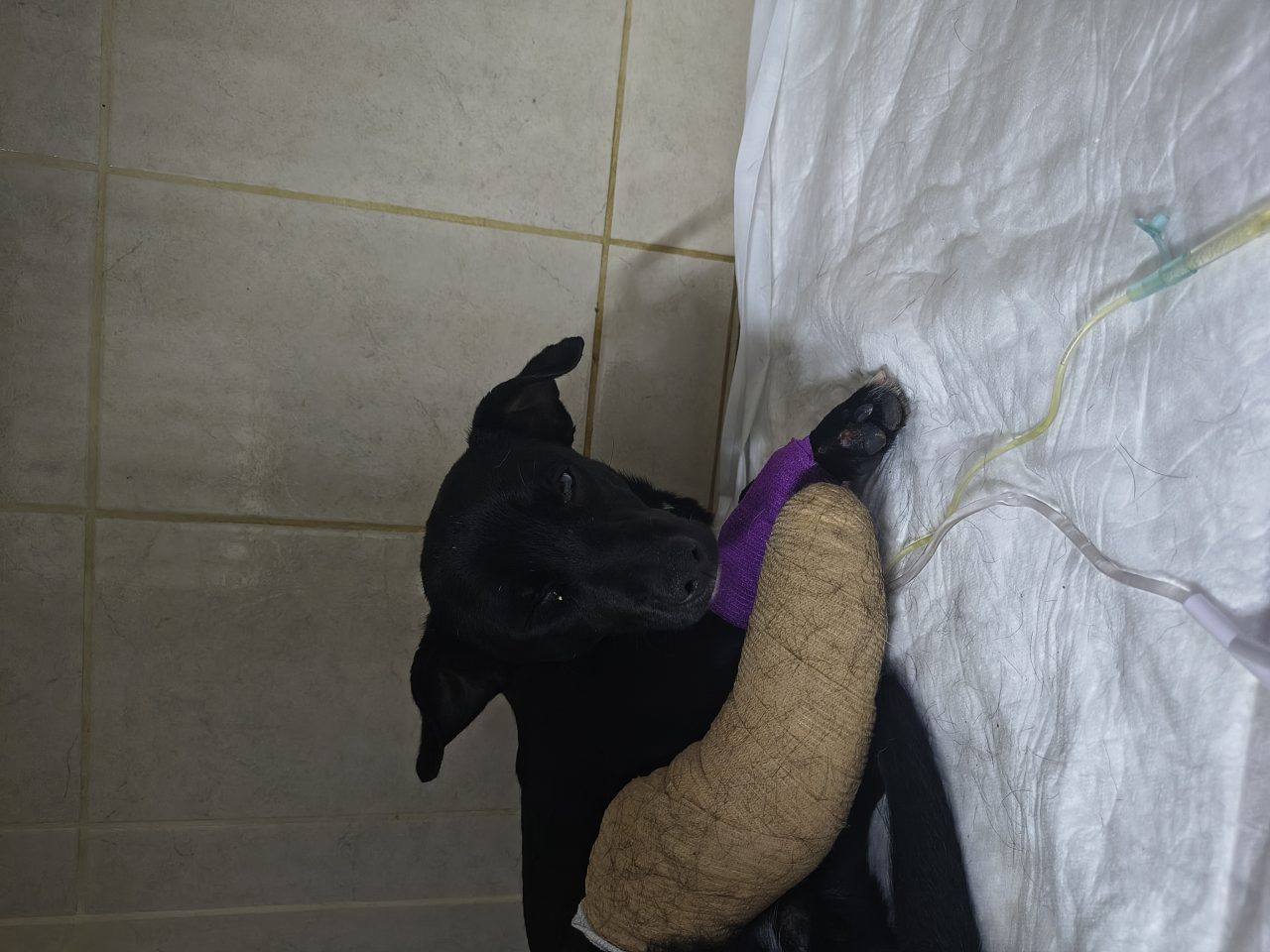 Foto