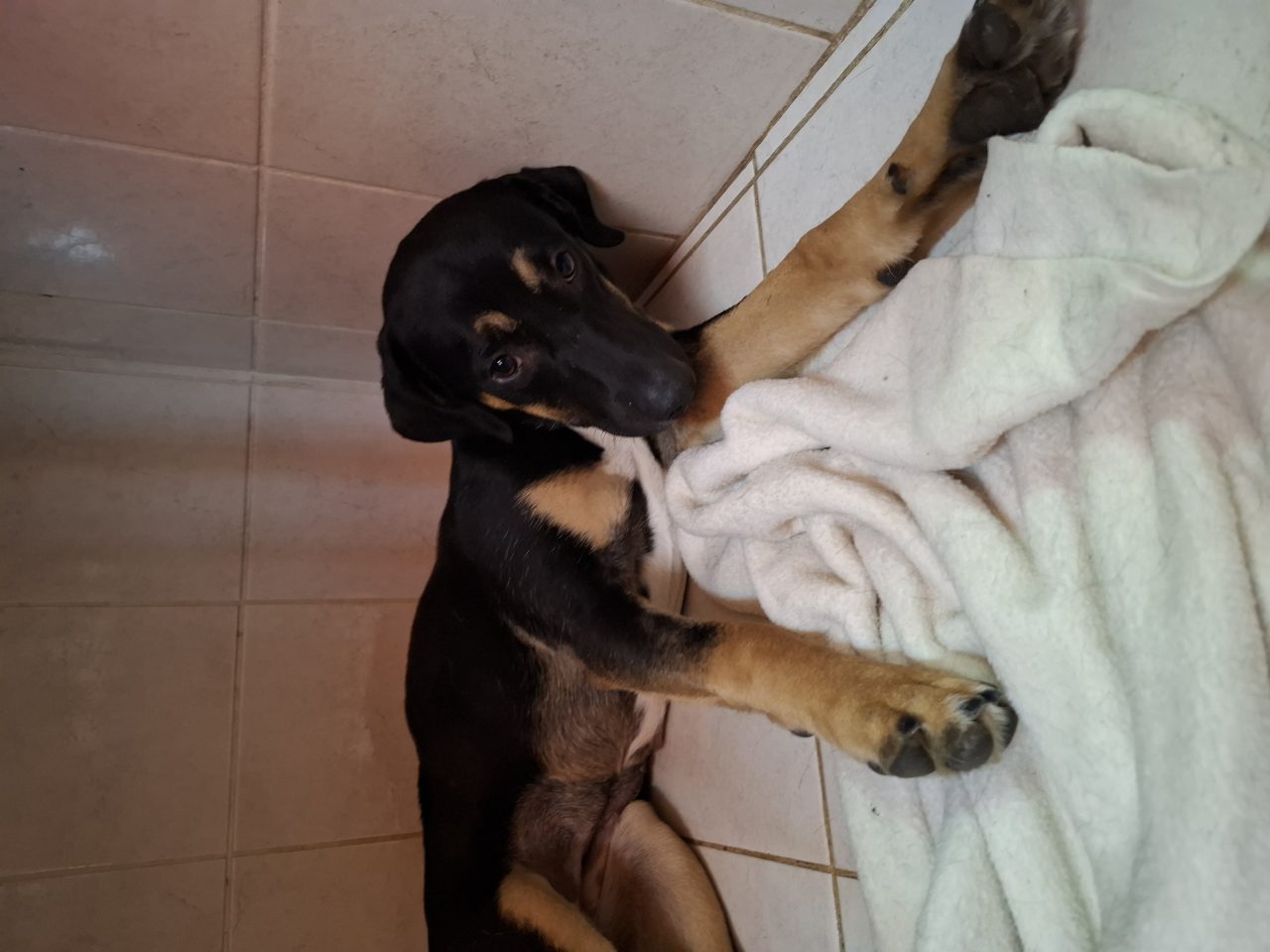 Foto