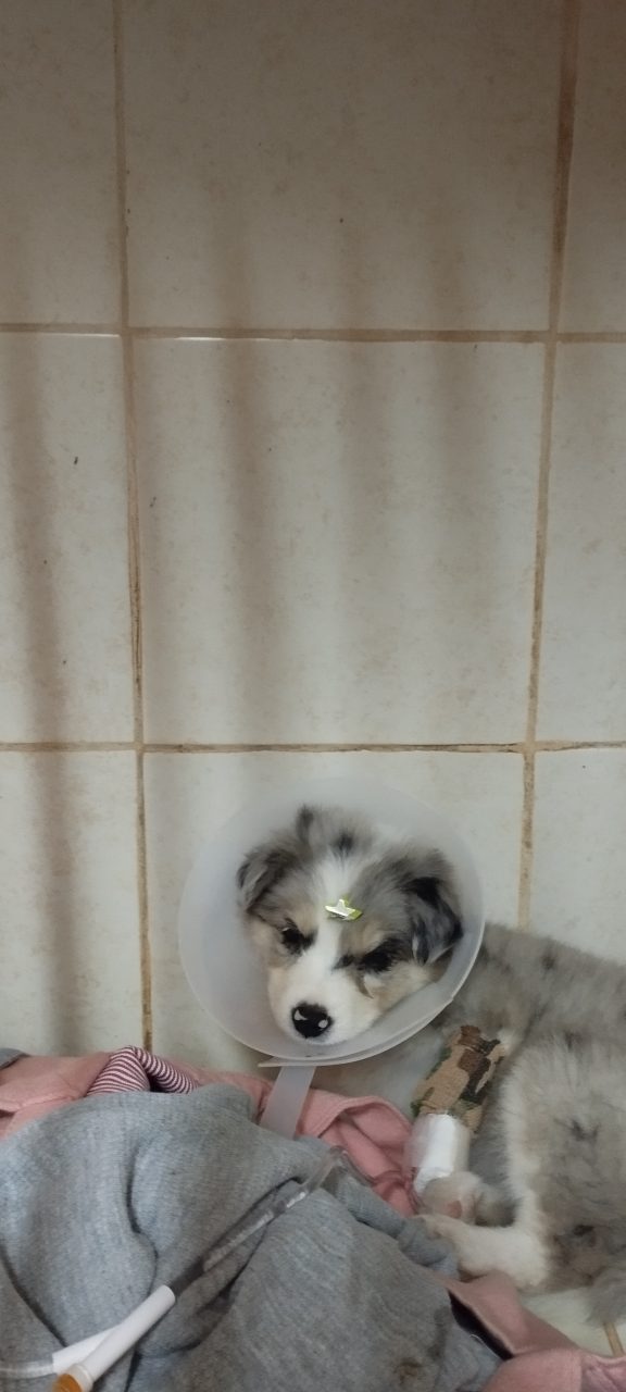 Foto