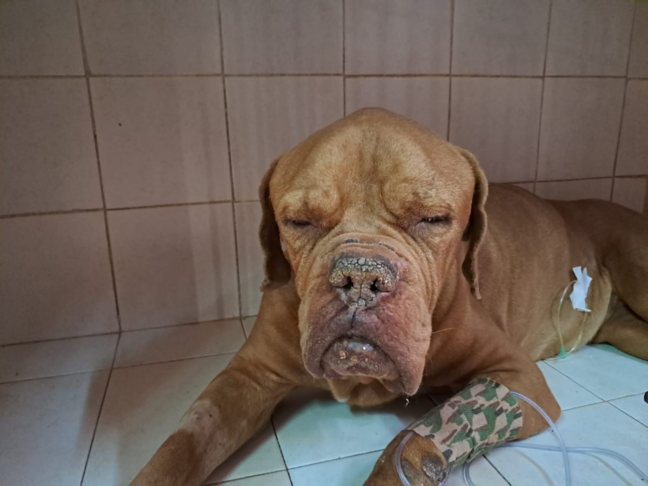 Foto