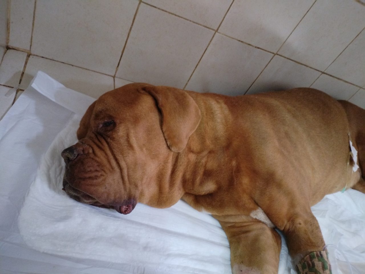 Foto