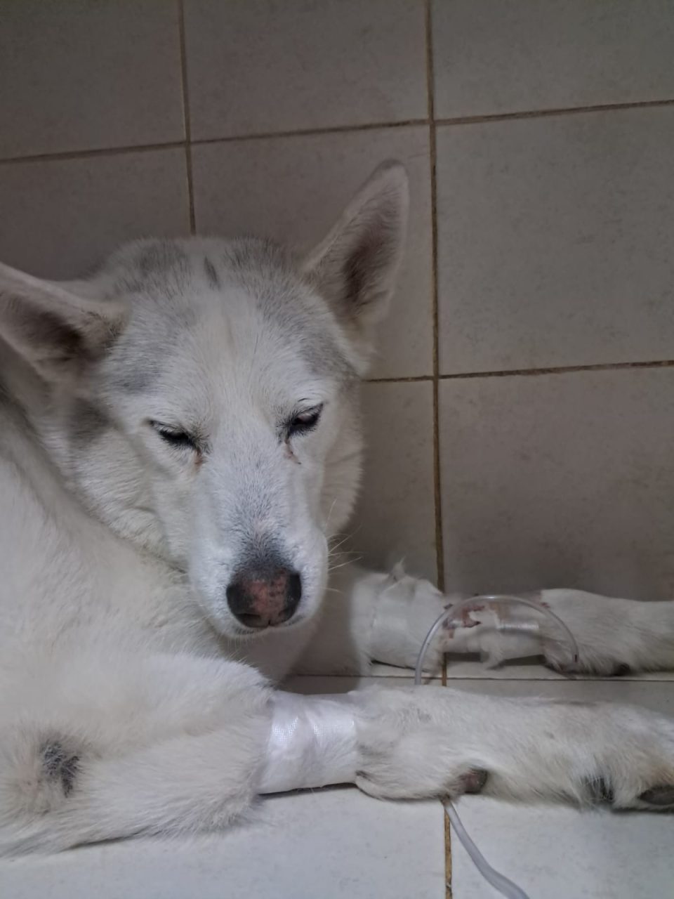 Foto