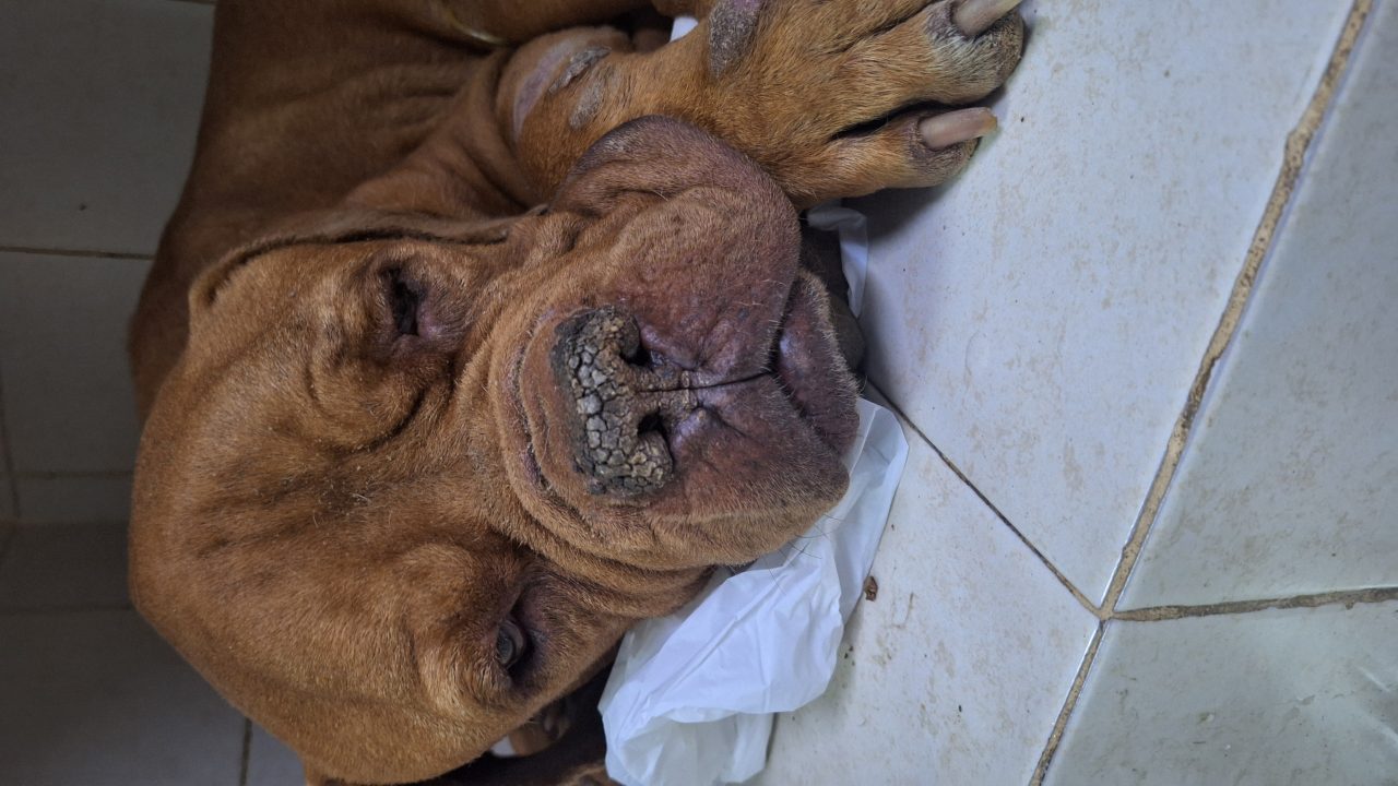 Foto