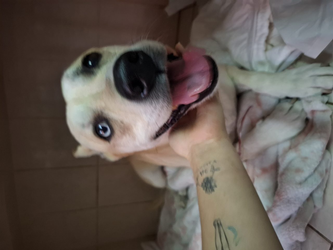 Foto