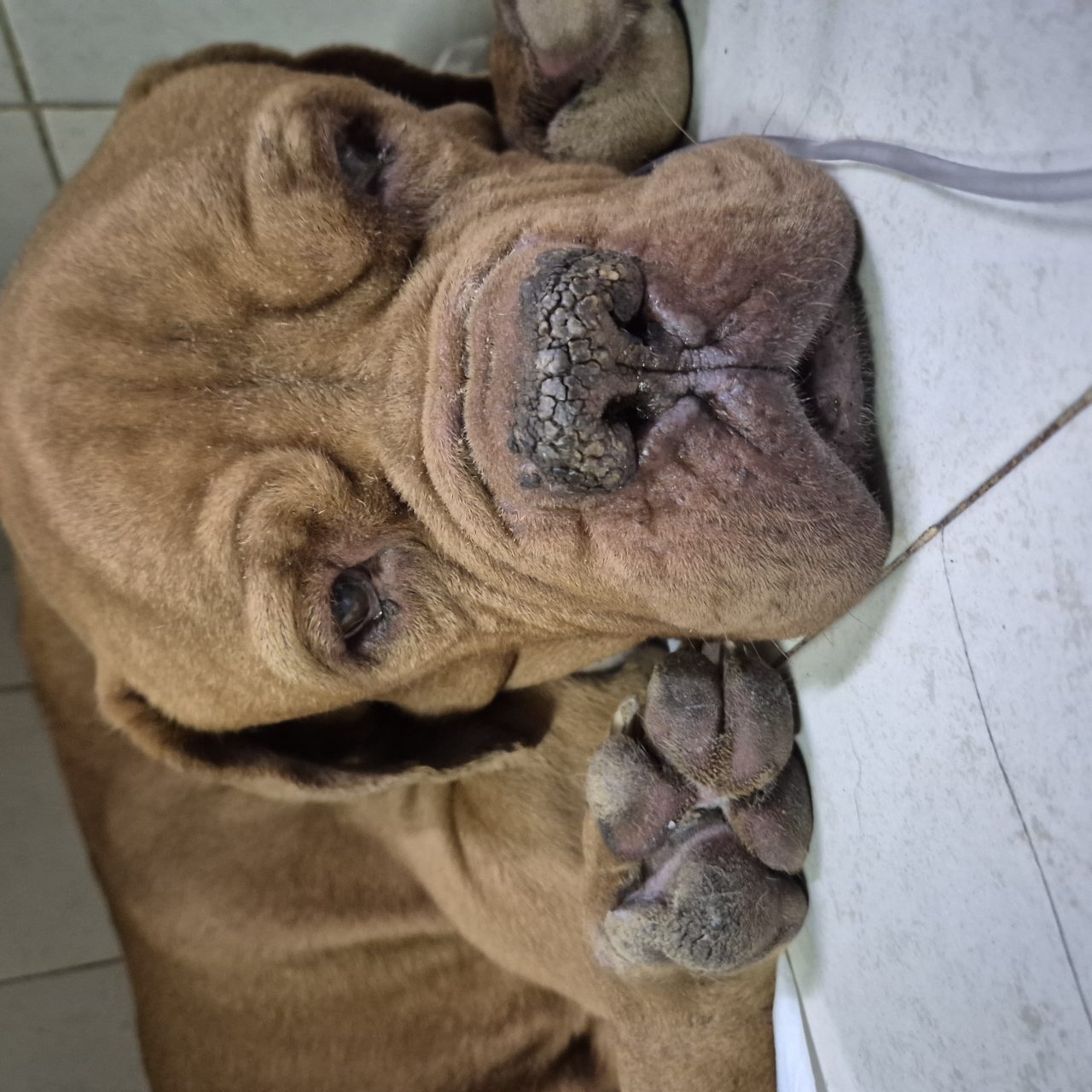 Foto