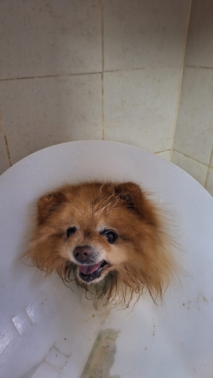 Foto