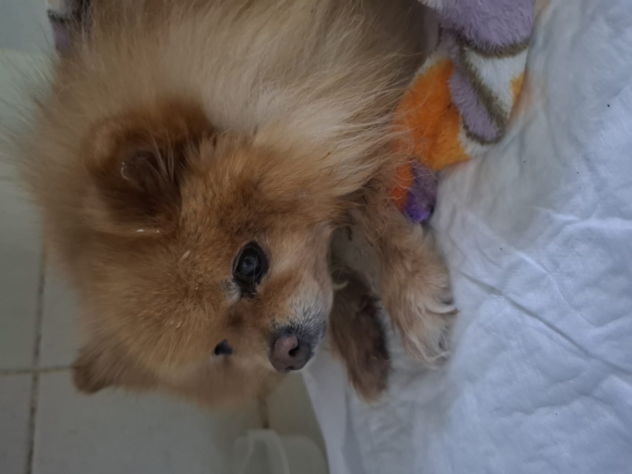 Foto