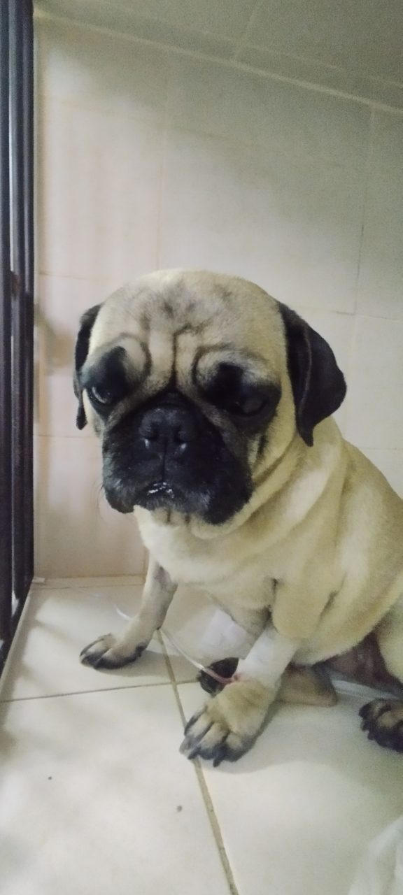 Foto