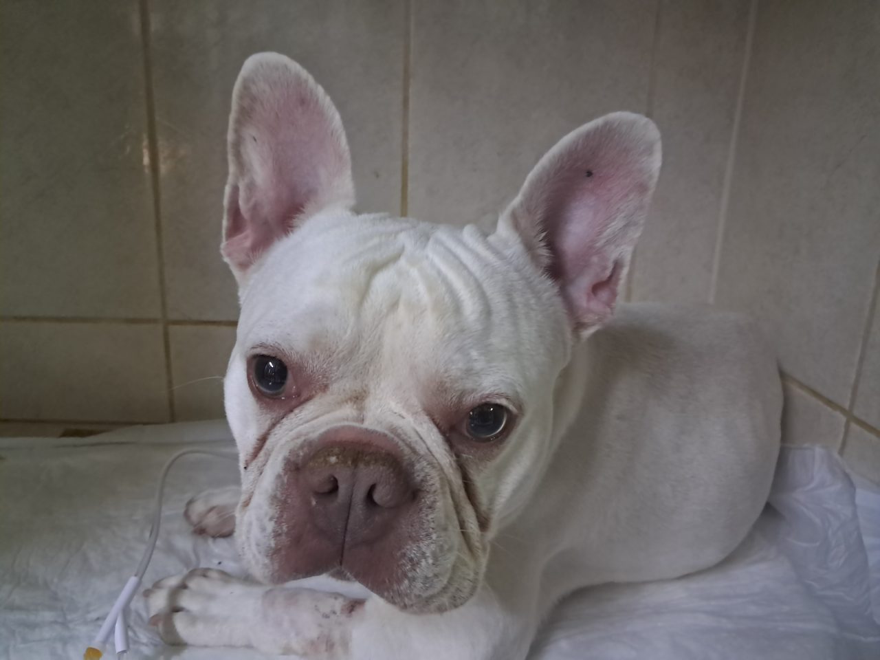 Foto