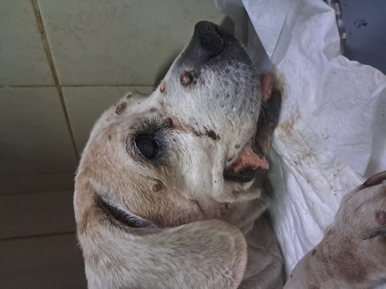Foto