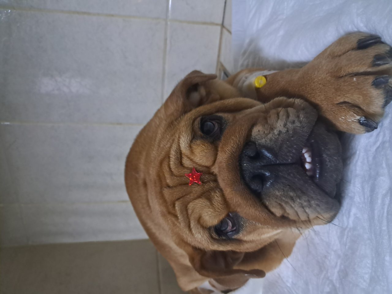 Foto