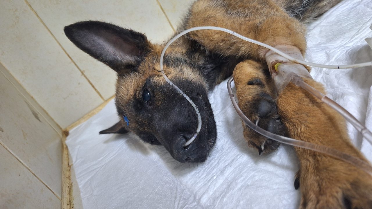 Foto