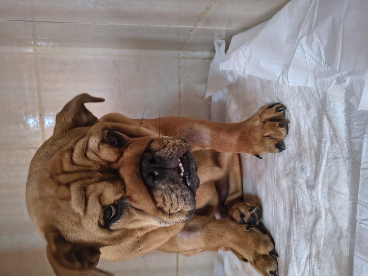 Foto