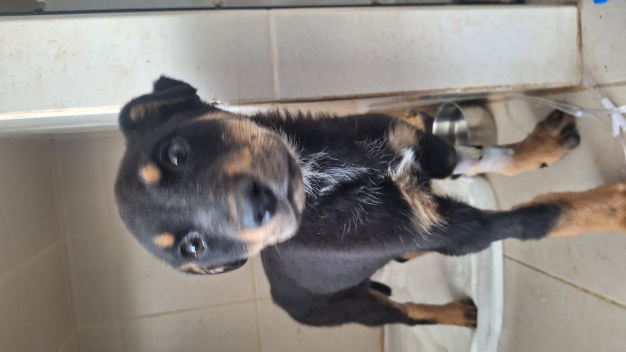 Foto