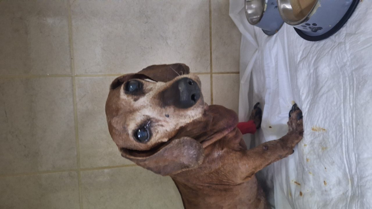 Foto