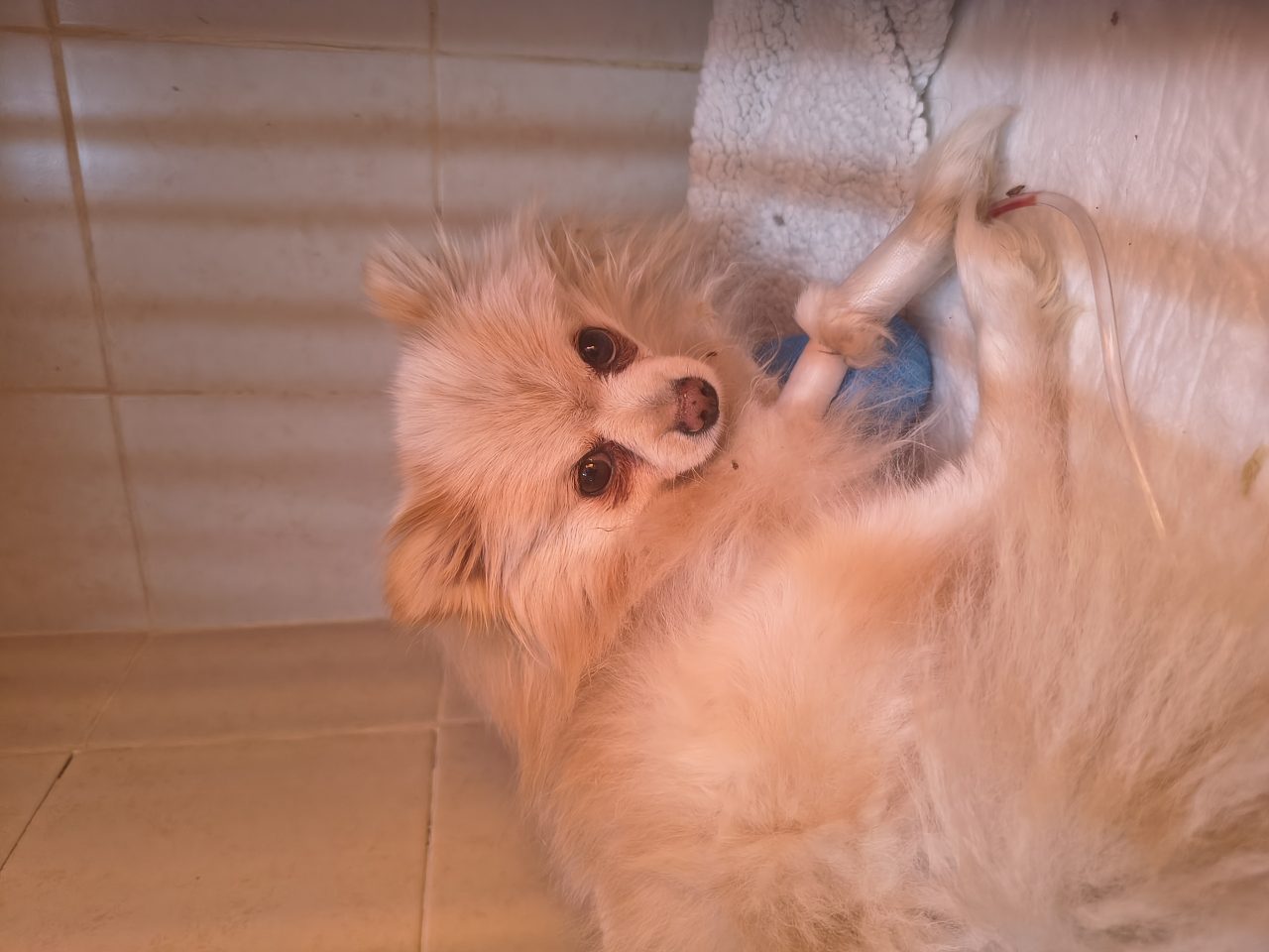 Foto