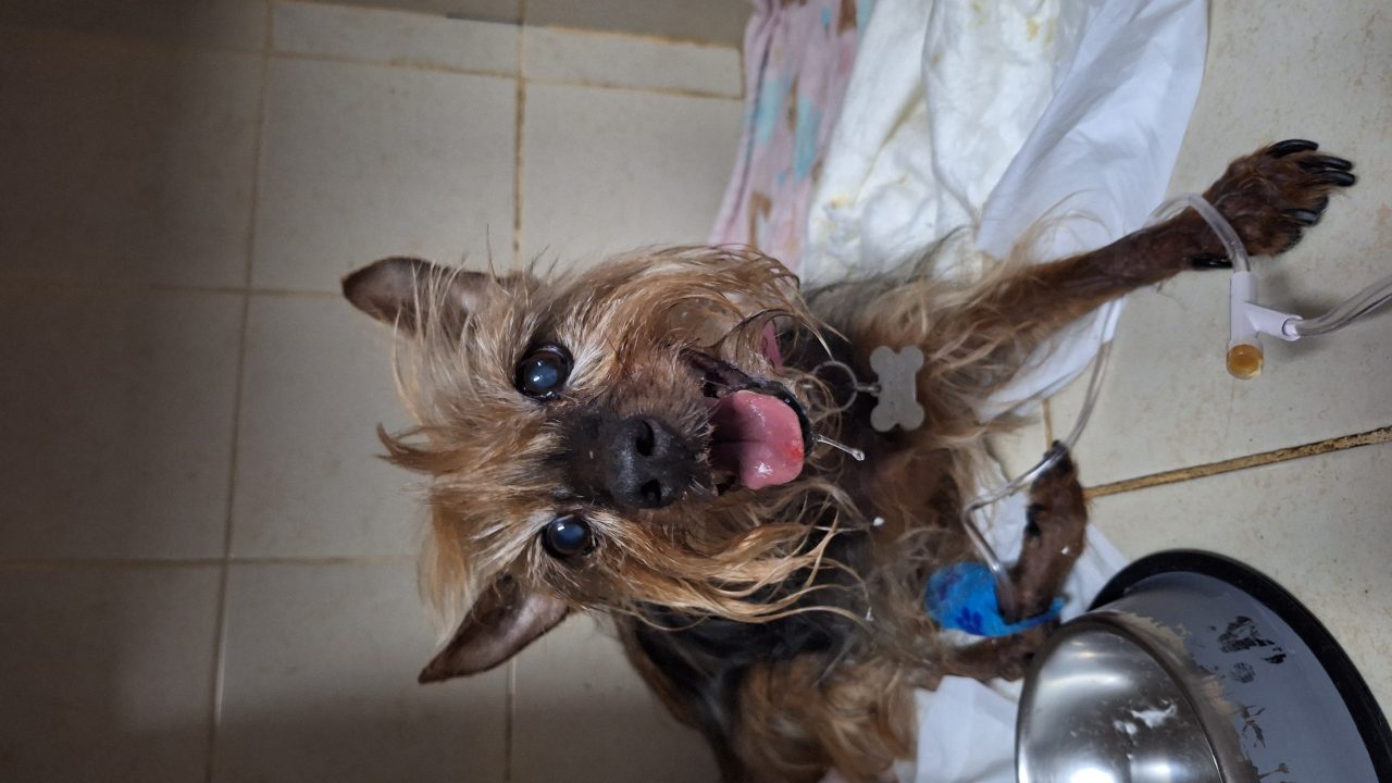 Foto