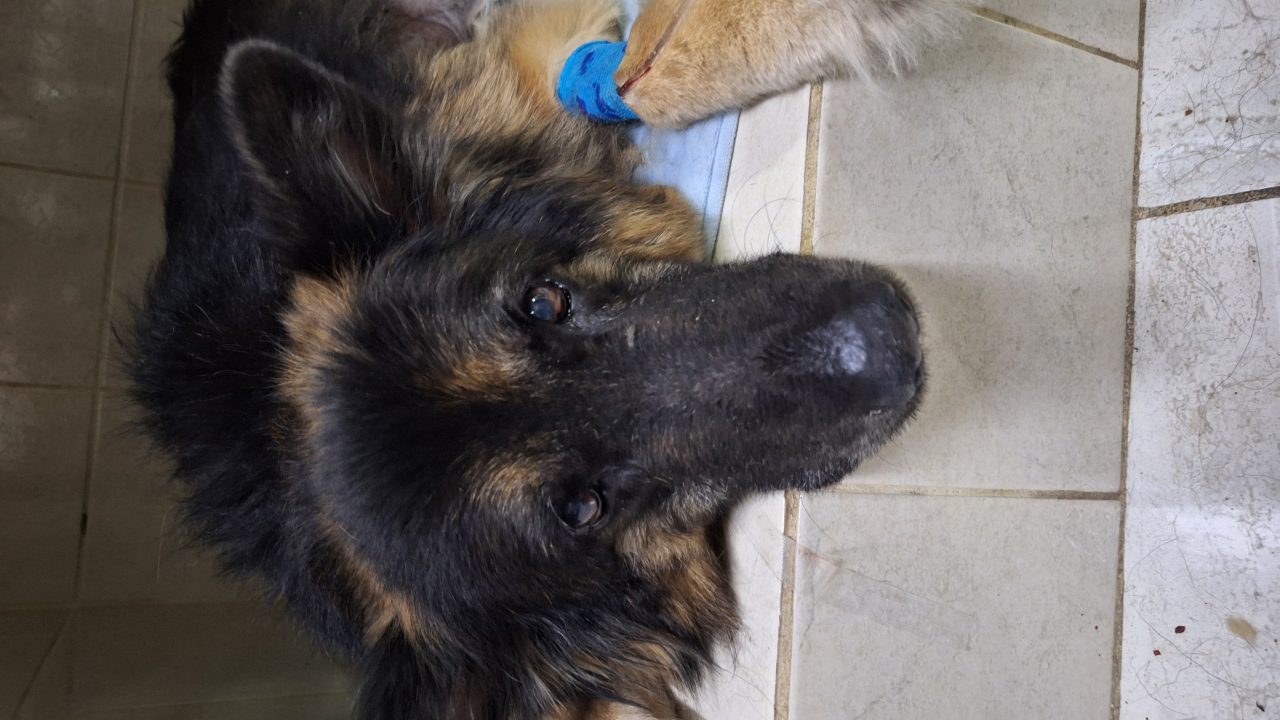 Foto