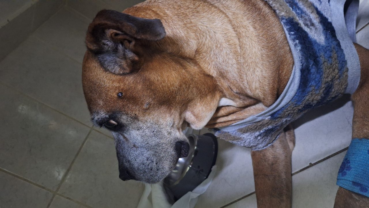 Foto