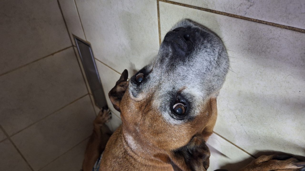 Foto