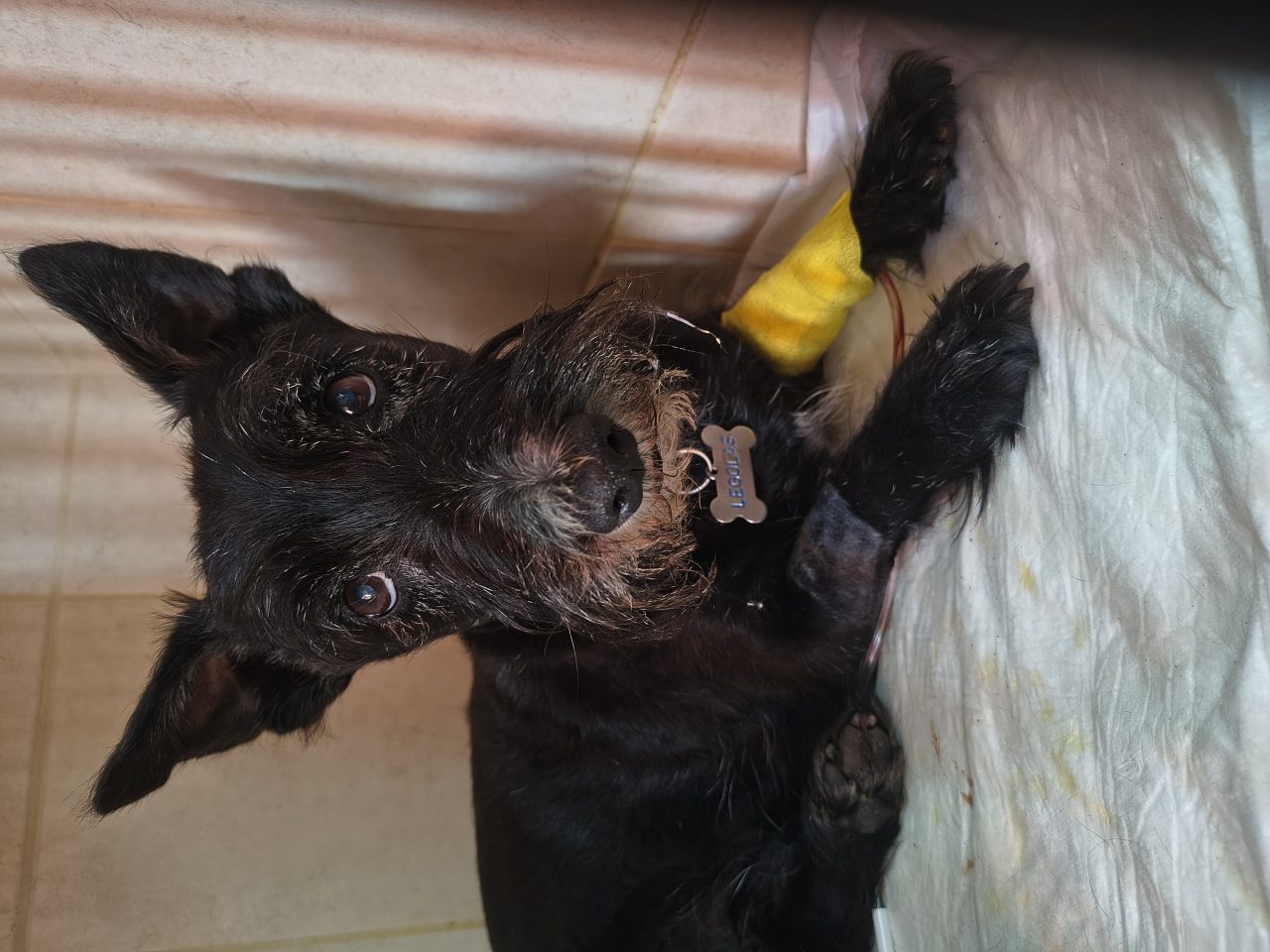 Foto