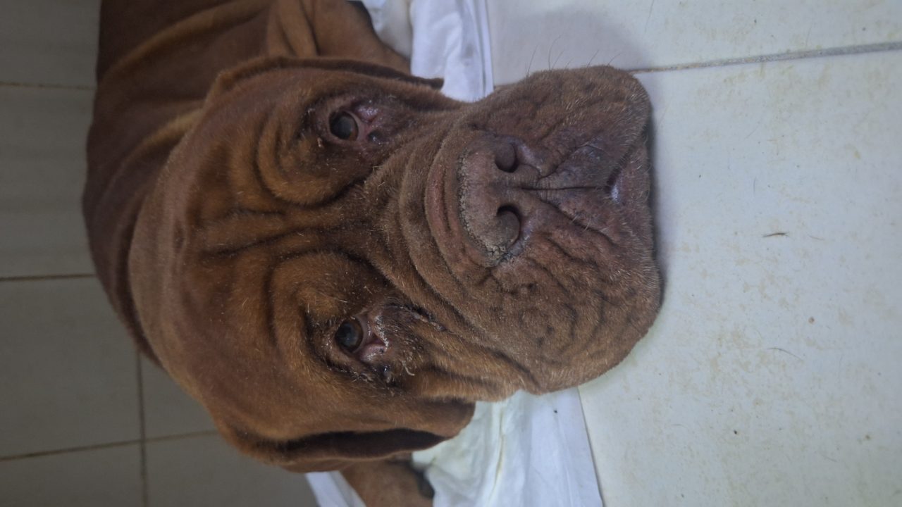 Foto