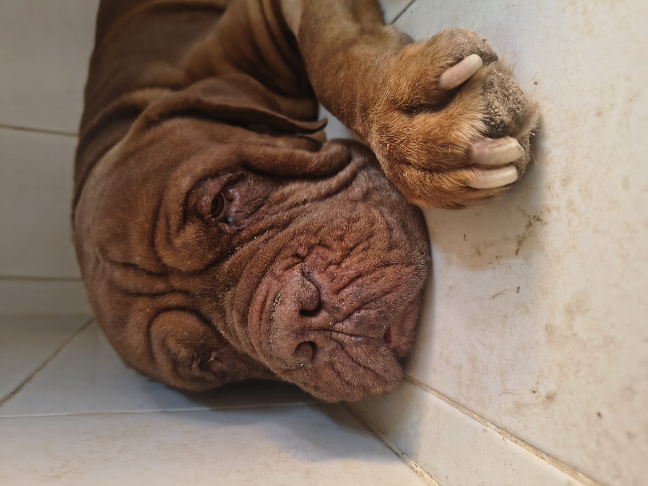 Foto