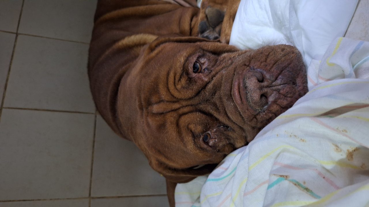 Foto