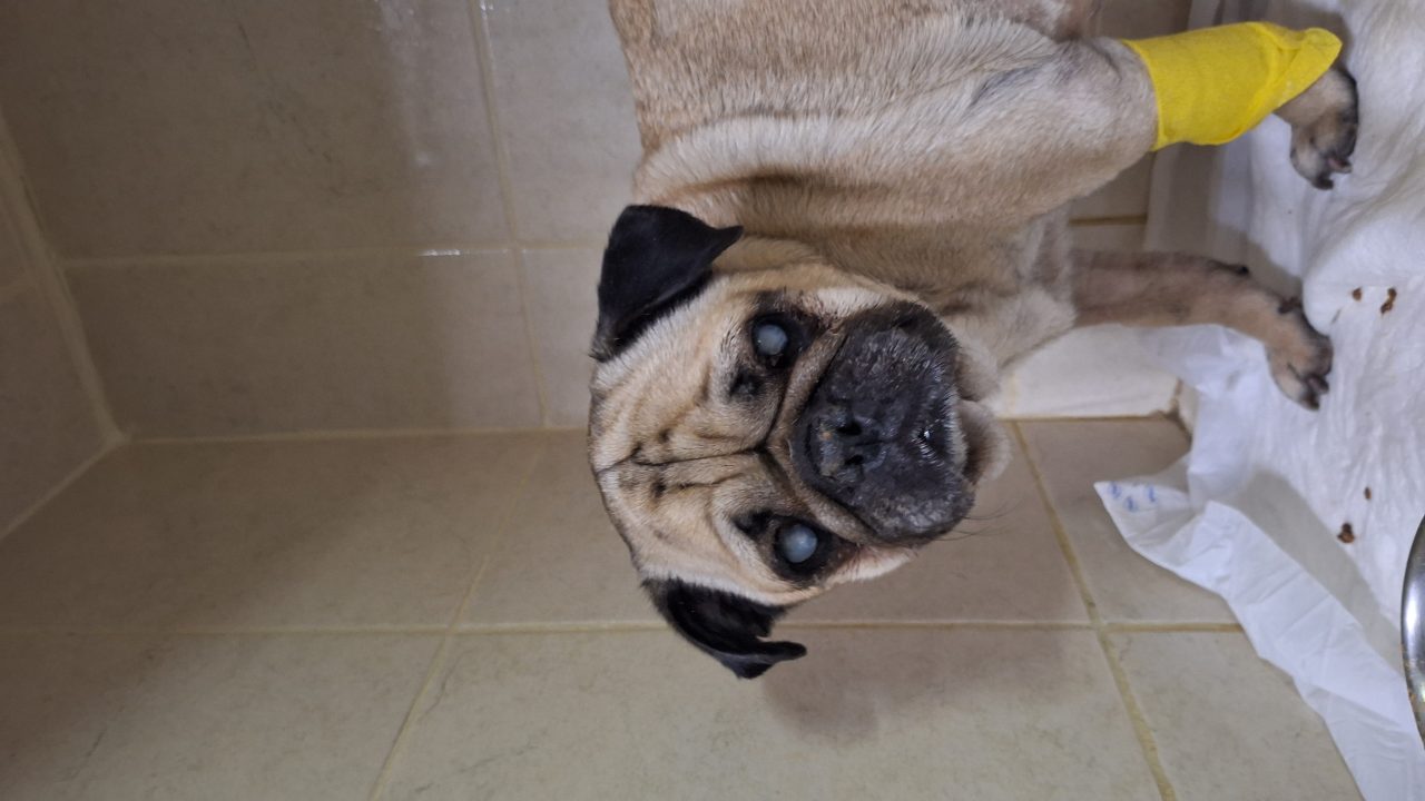 Foto