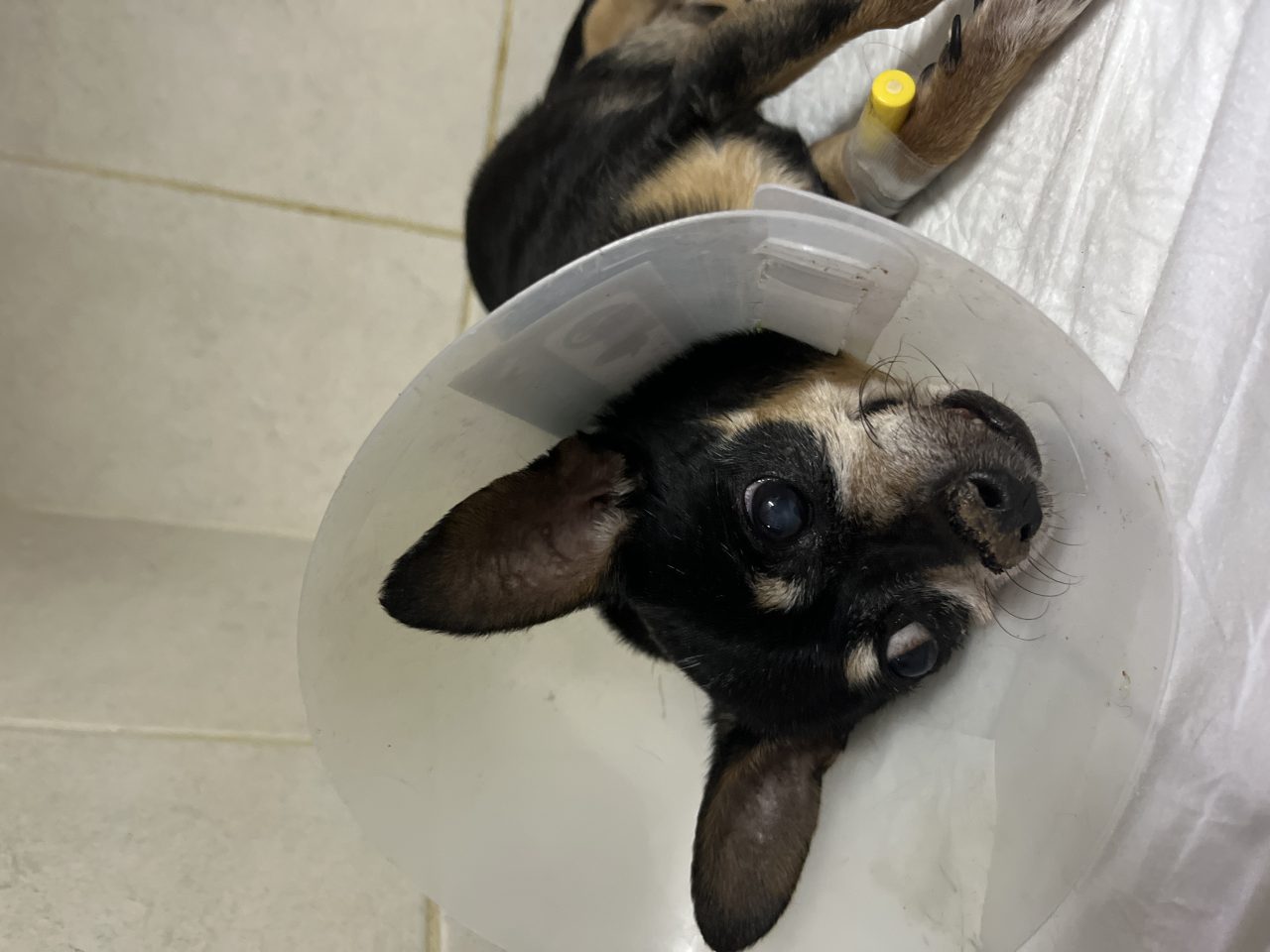 Foto