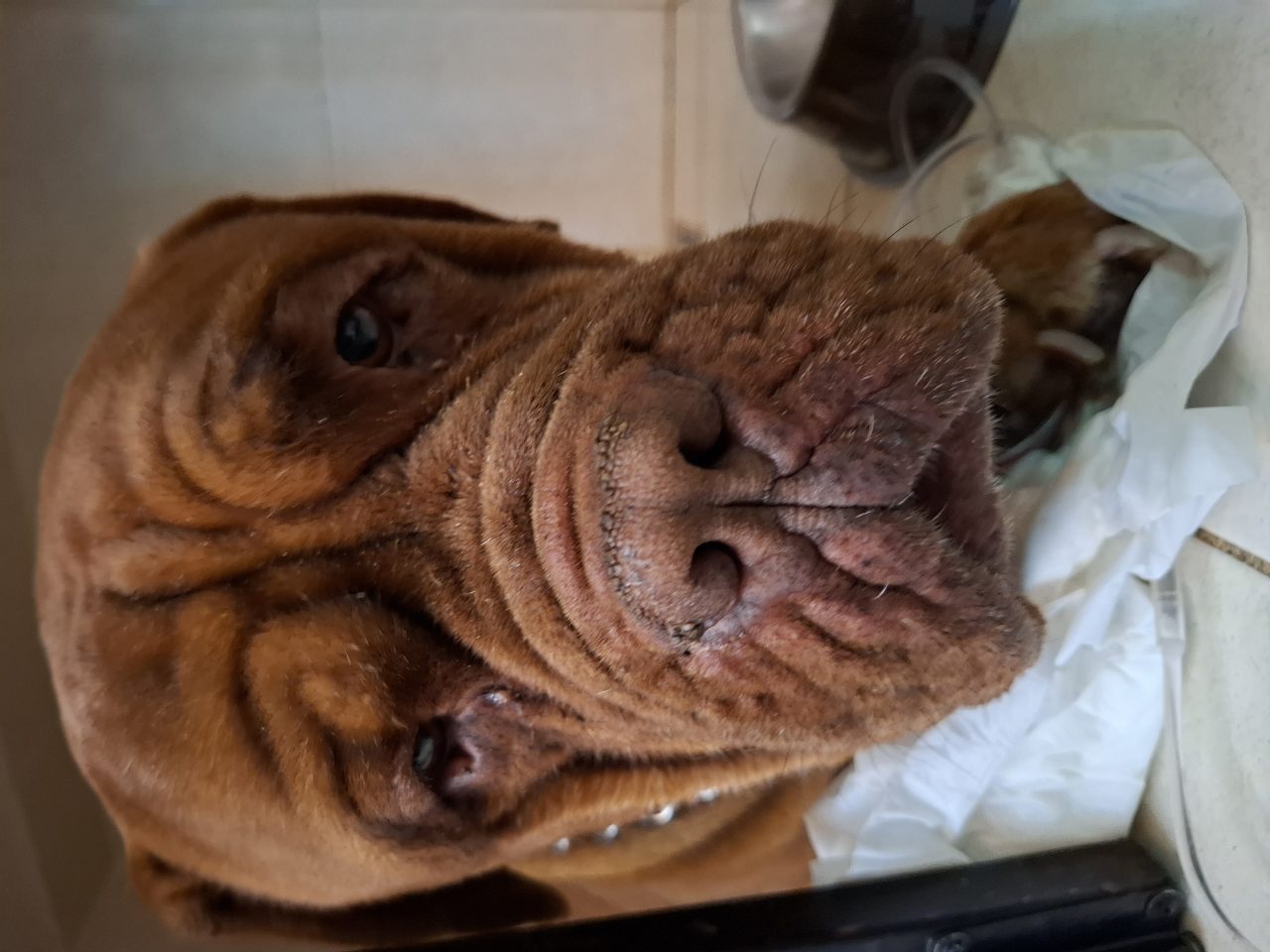Foto