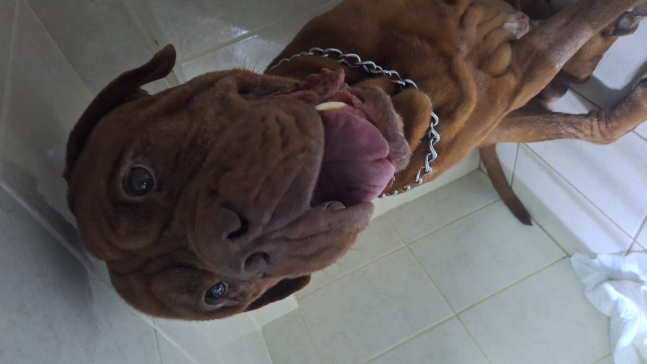 Foto