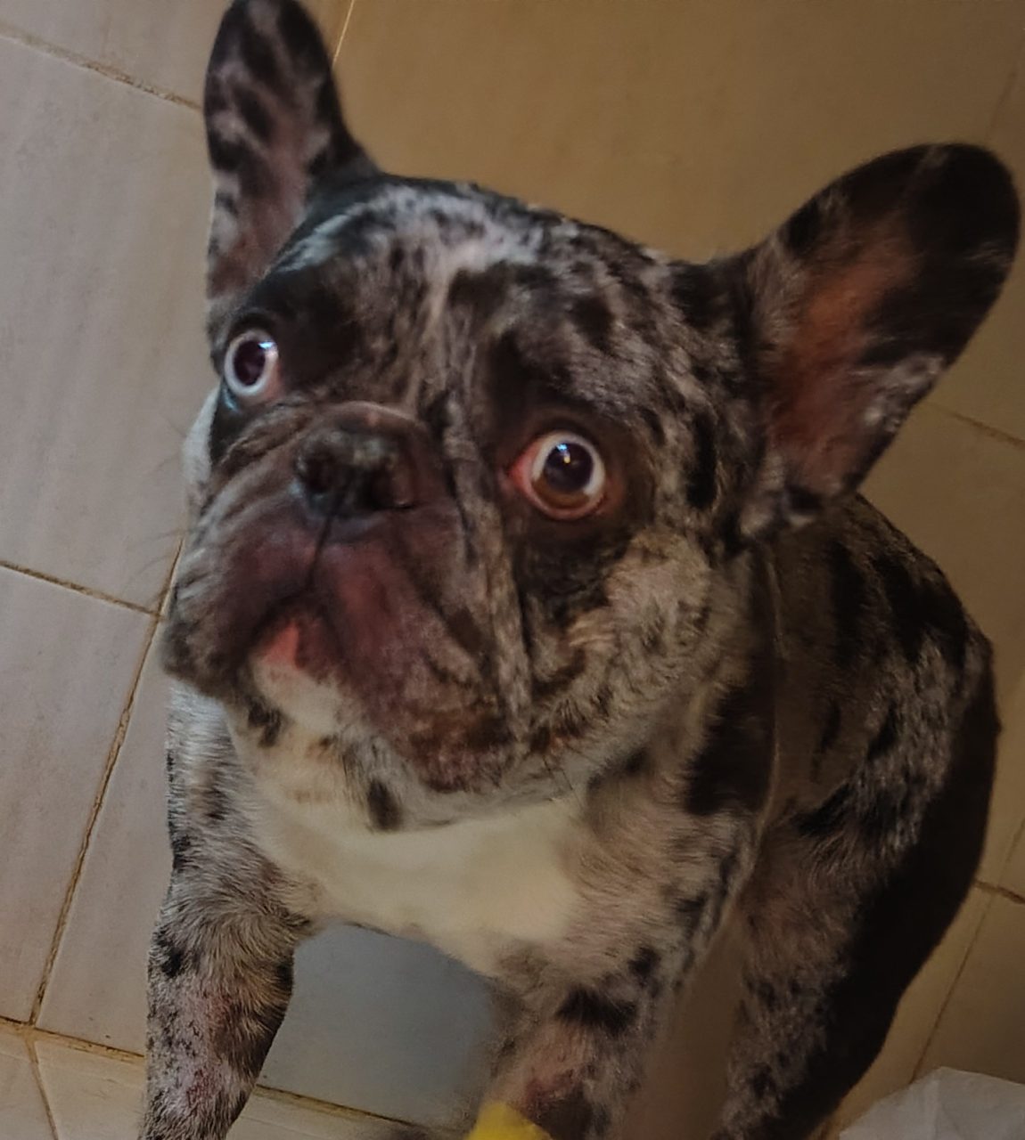 Foto