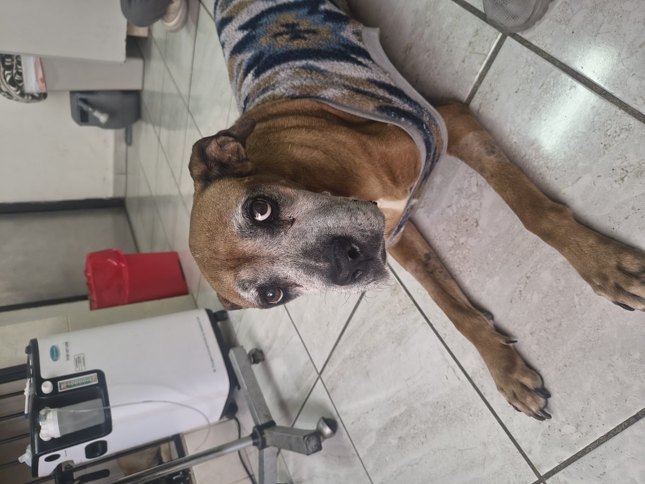 Foto