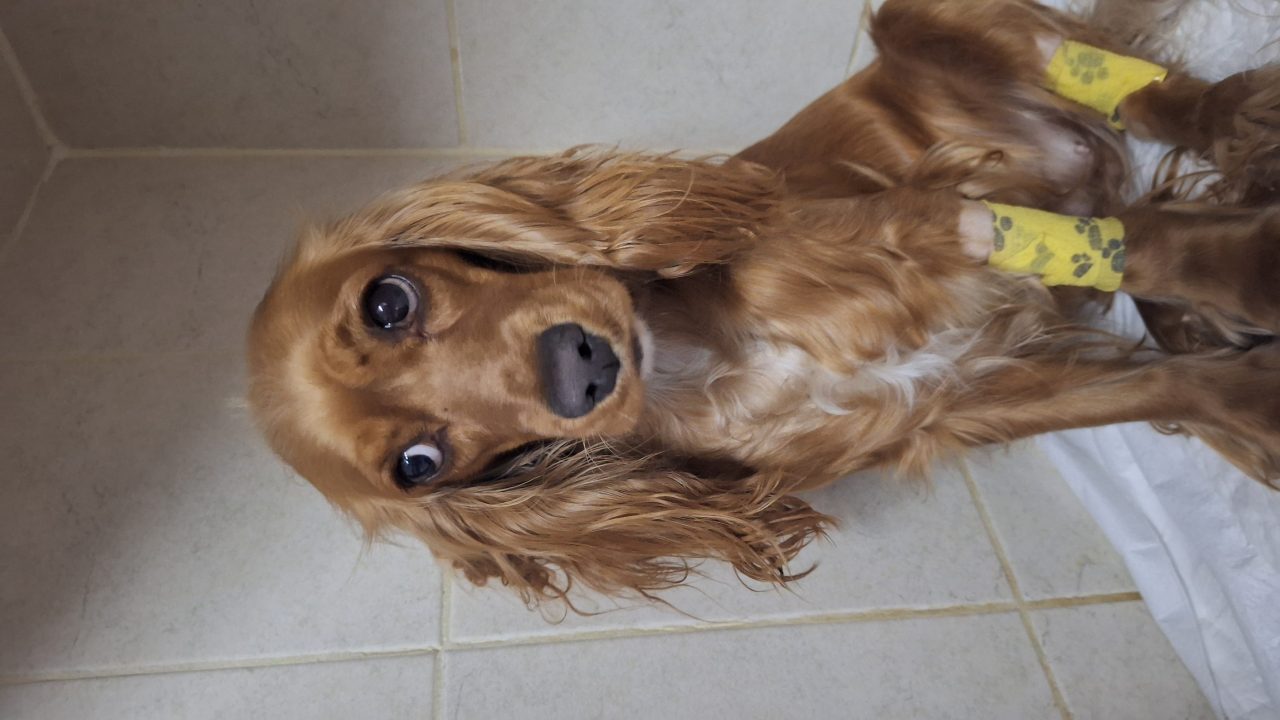 Foto