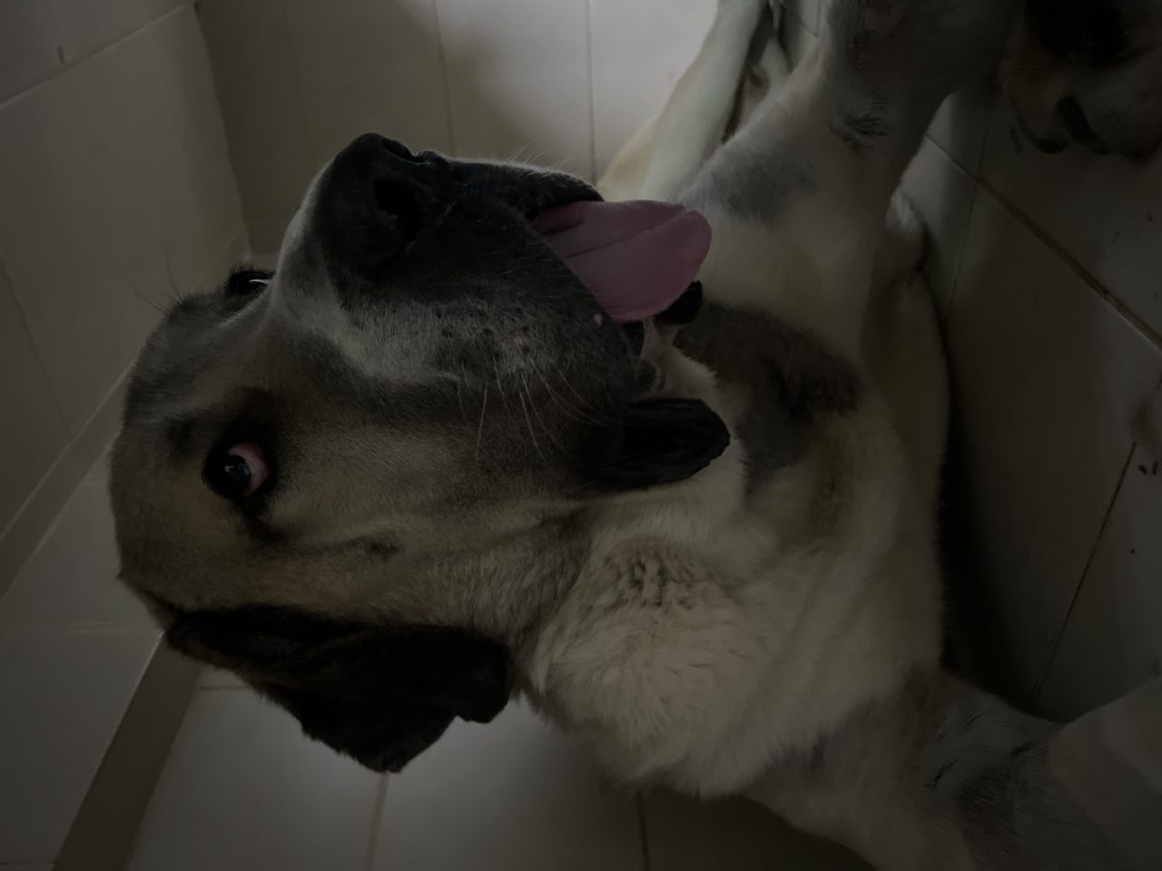 Foto