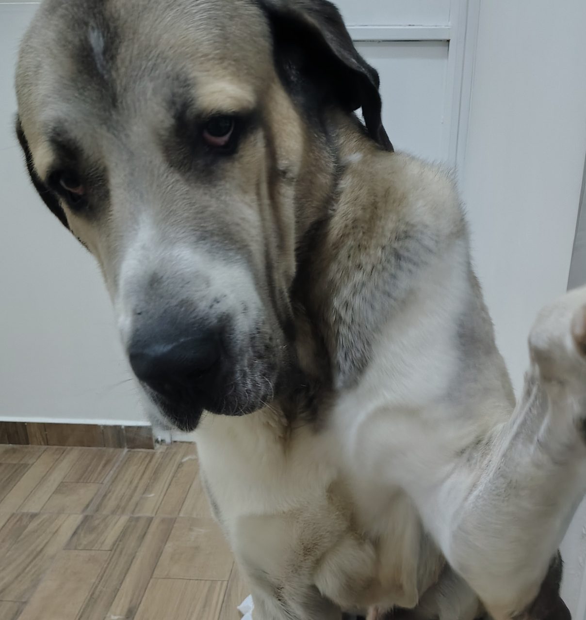 Foto