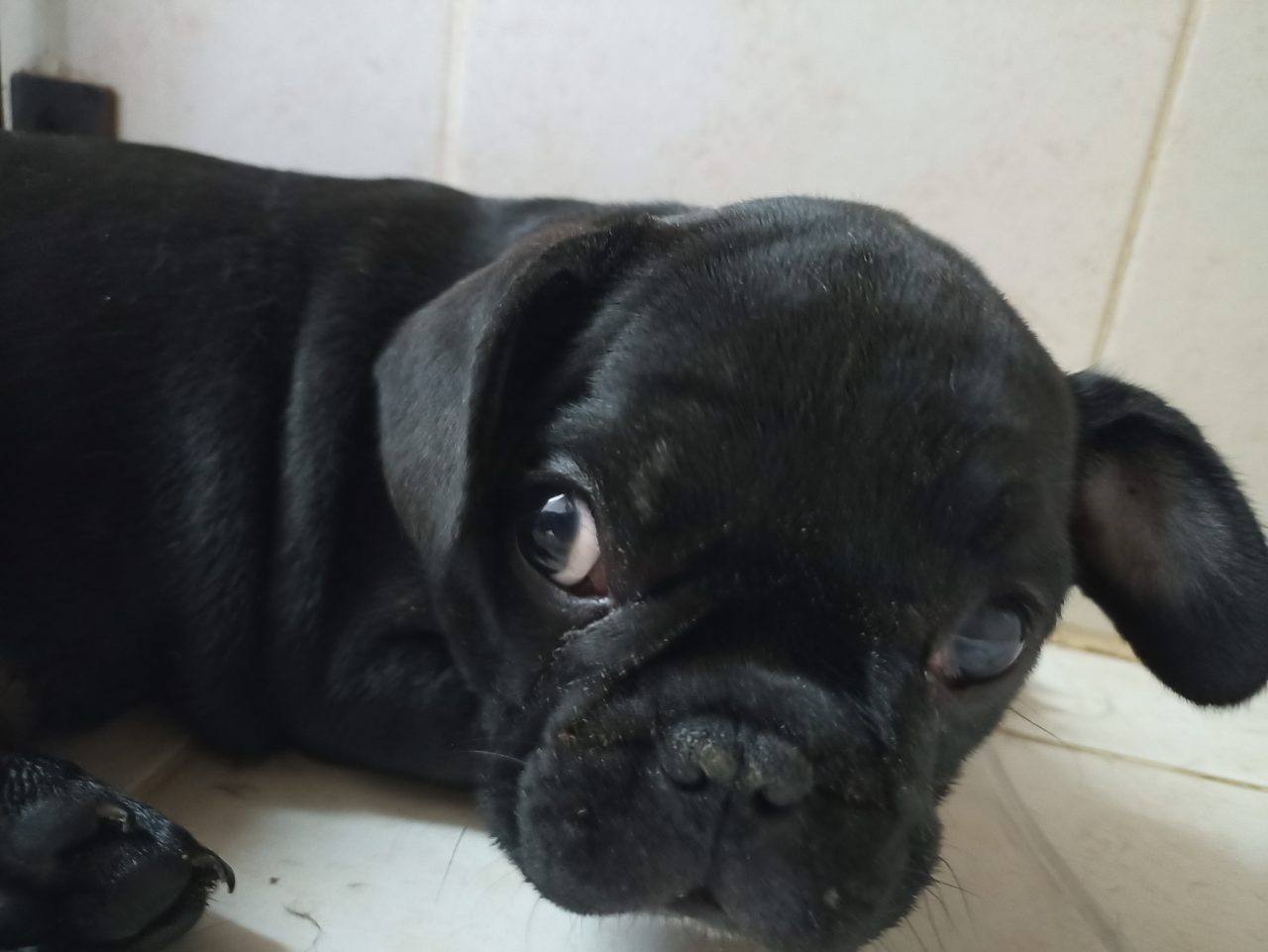 Foto