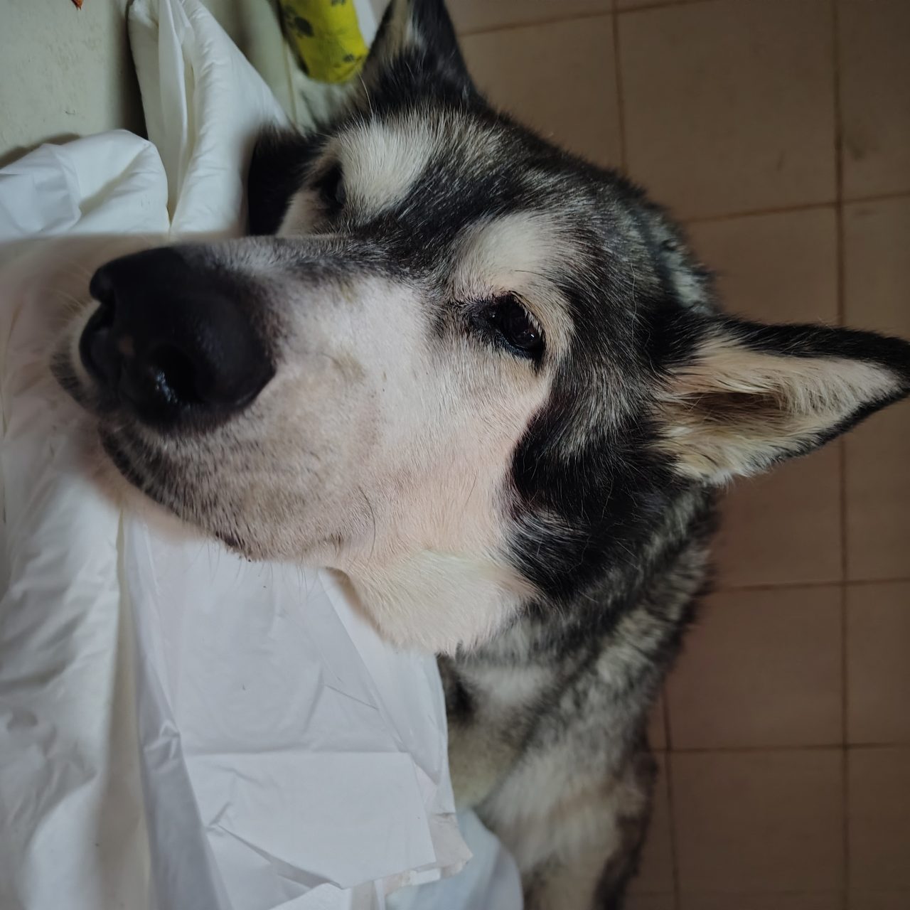 Foto