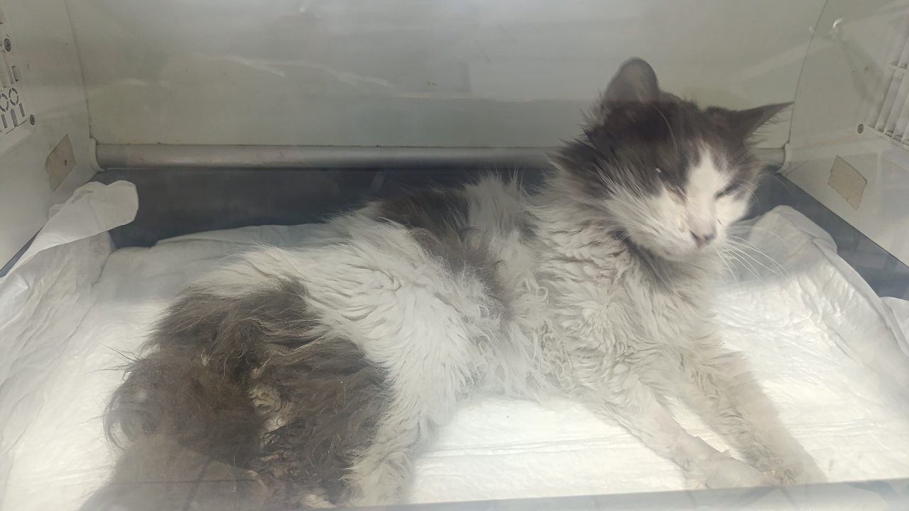 Foto
