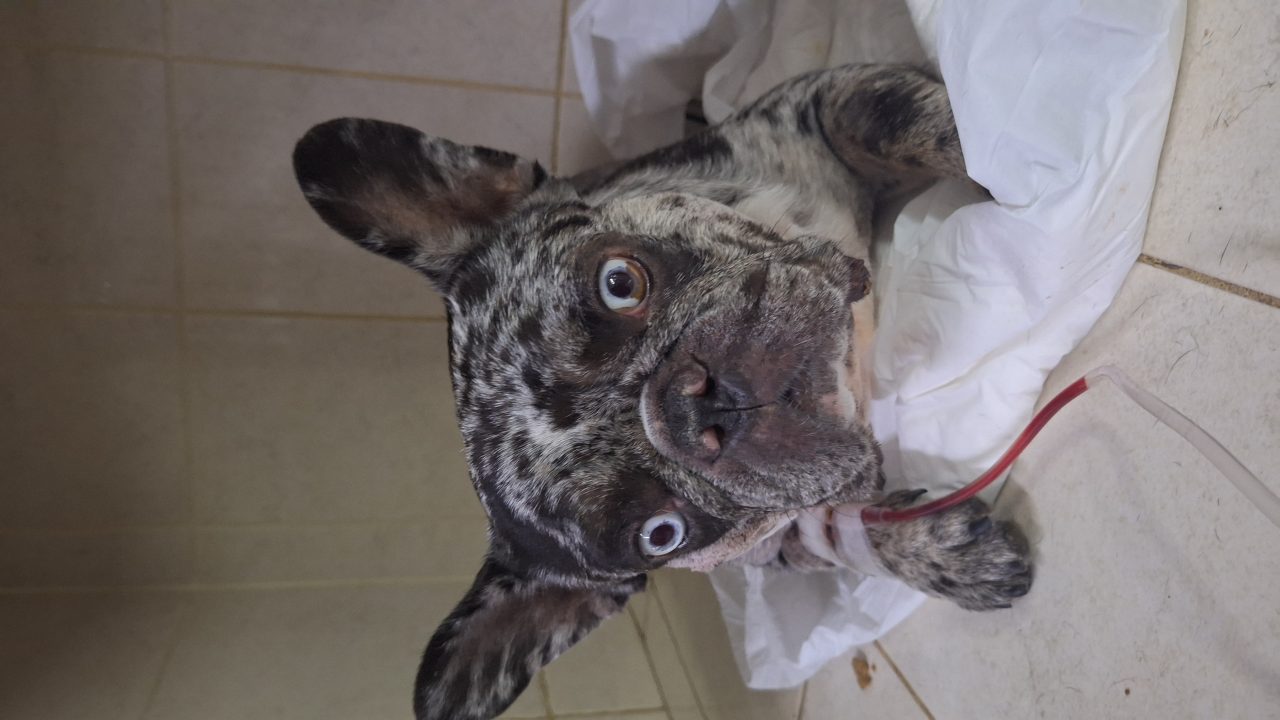 Foto